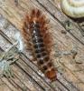 Drilus flavescens
